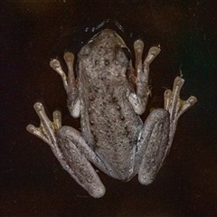 Litoria peronii at Wallaroo, NSW - 12 Jan 2025 10:38 PM