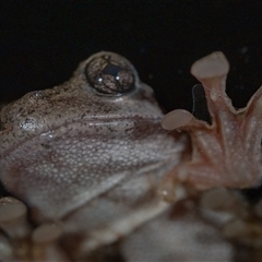 Litoria peronii at Wallaroo, NSW - 12 Jan 2025 10:38 PM