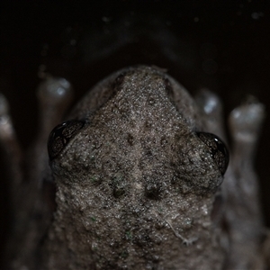 Litoria peronii at Wallaroo, NSW - 12 Jan 2025 10:38 PM