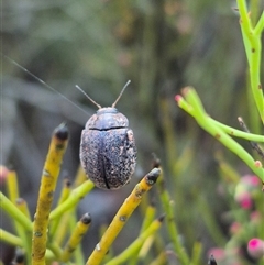 Trachymela sp. (genus) (Brown button beetle) at Bungendore, NSW - 13 Jan 2025 by clarehoneydove