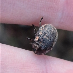 Trachymela sp. (genus) at Bungendore, NSW - suppressed