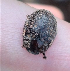 Trachymela sp. (genus) at Bungendore, NSW - suppressed