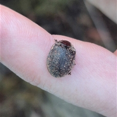 Trachymela sp. (genus) at Bungendore, NSW - suppressed