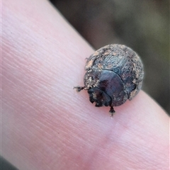 Trachymela sp. (genus) at Bungendore, NSW - suppressed