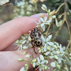 Neorrhina punctatum at Bungendore, NSW - suppressed