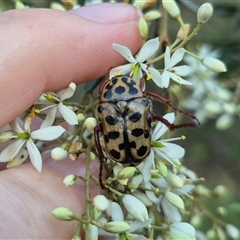 Neorrhina punctatum at Bungendore, NSW - suppressed