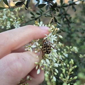 Neorrhina punctatum at Bungendore, NSW - suppressed