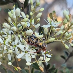 Neorrhina punctatum at Bungendore, NSW - suppressed