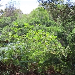 Solanum sp. at Woorim, QLD - 13 Jan 2025 by lbradley