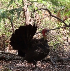 Alectura lathami (Australian Brush-turkey) at Woorim, QLD - 13 Jan 2025 by lbradley