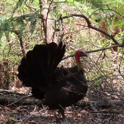 Alectura lathami (Australian Brush-turkey) at Woorim, QLD - 13 Jan 2025 by lbradley