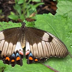 Papilio aegeus at Melba, ACT - 11 Jan 2025 by kasiaaus