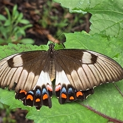 Papilio aegeus at Melba, ACT - 12 Jan 2025 10:16 AM