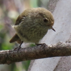 Acanthiza pusilla (Brown Thornbill) at Pilot Wilderness, NSW - 9 Jan 2025 by RobParnell