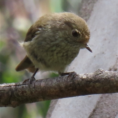 Acanthiza pusilla (Brown Thornbill) at Pilot Wilderness, NSW - 9 Jan 2025 by RobParnell