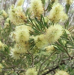 Callistemon pityoides (Alpine Bottlebrush) at Pilot Wilderness, NSW - 9 Jan 2025 by RobParnell