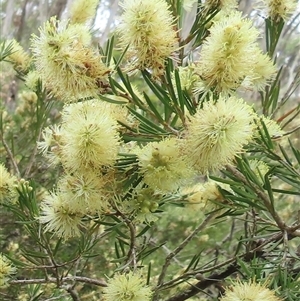 Callistemon pityoides (Alpine Bottlebrush) at Pilot Wilderness, NSW by RobParnell