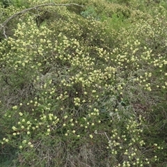 Callistemon pityoides at Pilot Wilderness, NSW - 9 Jan 2025 06:21 PM