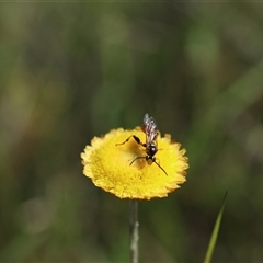 Labium sp. (genus) (An Ichneumon wasp) at Glen Allen, NSW - 13 Jan 2025 by Csteele4