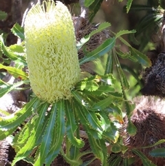 Banksia serrata at Woorim, QLD - 13 Jan 2025 by lbradley