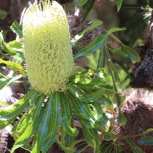 Banksia serrata at Woorim, QLD by lbradley