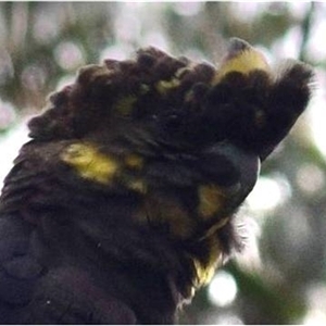 Calyptorhynchus lathami lathami (Glossy Black-Cockatoo) at Kangaroo Valley, NSW by GITM1