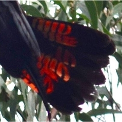 Calyptorhynchus lathami lathami at Kangaroo Valley, NSW - suppressed