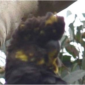 Calyptorhynchus lathami lathami at Kangaroo Valley, NSW - suppressed