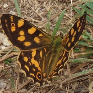 Oreixenica kershawi (Striped Xenica) at Pilot Wilderness, NSW by RobParnell