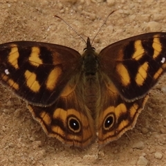 Unidentified Nymph (Nymphalidae) at Pilot Wilderness, NSW - 9 Jan 2025 by RobParnell