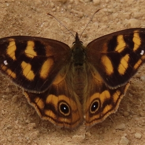 Heteronympha solandri at Pilot Wilderness, NSW - 10 Jan 2025 08:27 AM