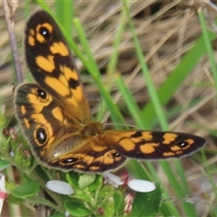 Heteronympha cordace (Bright-eyed Brown) at Pilot Wilderness, NSW - 11 Jan 2025 by RobParnell