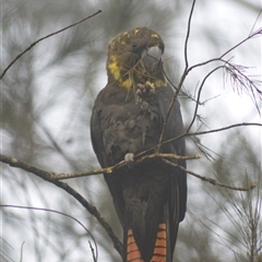 Calyptorhynchus lathami lathami (Glossy Black-Cockatoo) at Kangaroo Valley, NSW - 24 Aug 2023 by GITM1