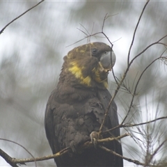 Calyptorhynchus lathami lathami at Kangaroo Valley, NSW - suppressed