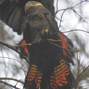 Calyptorhynchus lathami lathami at Kangaroo Valley, NSW - suppressed