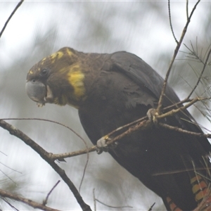 Calyptorhynchus lathami lathami at Kangaroo Valley, NSW - suppressed