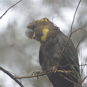 Calyptorhynchus lathami lathami at Kangaroo Valley, NSW - suppressed