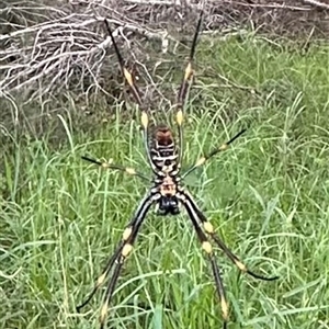 Trichonephila plumipes at Bongaree, QLD - 13 Jan 2025 06:42 PM