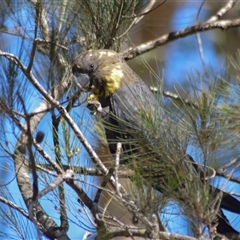 Calyptorhynchus lathami lathami (Glossy Black-Cockatoo) at Kangaroo Valley, NSW - 24 Sep 2023 by GITM1