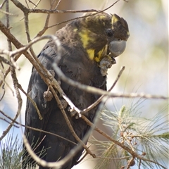 Calyptorhynchus lathami lathami at Kangaroo Valley, NSW - suppressed