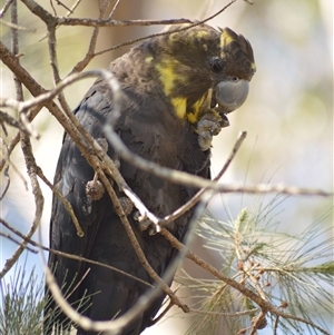 Calyptorhynchus lathami lathami at Kangaroo Valley, NSW - suppressed