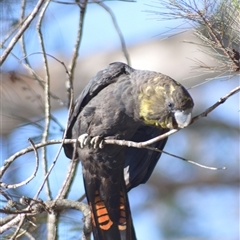 Calyptorhynchus lathami lathami at Kangaroo Valley, NSW - suppressed