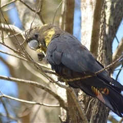 Calyptorhynchus lathami lathami at Kangaroo Valley, NSW - suppressed