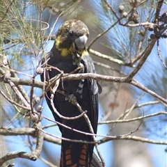 Calyptorhynchus lathami lathami at Kangaroo Valley, NSW - suppressed