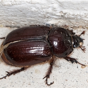 Dasygnathus sp. (genus) at Melba, ACT by kasiaaus