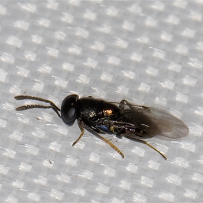 Unidentified Wasp (Hymenoptera, Apocrita) at Melba, ACT - 11 Jan 2025 by kasiaaus