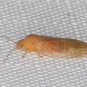 Psyllidae sp. (family) (Unidentified psyllid or lerp insect) at Melba, ACT by kasiaaus