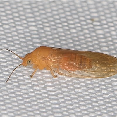 Psyllidae sp. (family) (Unidentified psyllid or lerp insect) at Melba, ACT - 11 Jan 2025 by kasiaaus