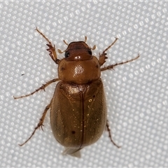 Melolonthinae (subfamily) (Cockchafer) at Melba, ACT - 11 Jan 2025 by kasiaaus