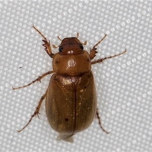 Unidentified Scarab beetle (Scarabaeidae) at Melba, ACT by kasiaaus